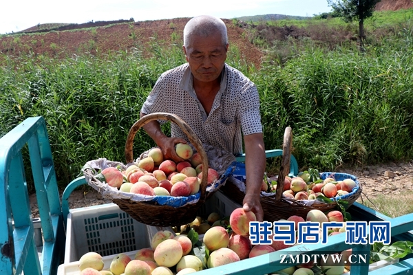 胡廟萬(wàn)畝桃園桃子大豐收卻遇滯銷難題