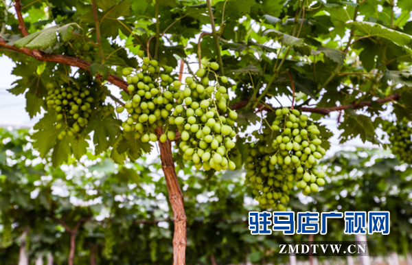 驛城區(qū)蟻蜂鎮(zhèn)農(nóng)民節(jié)?紅酒文化季開幕在即