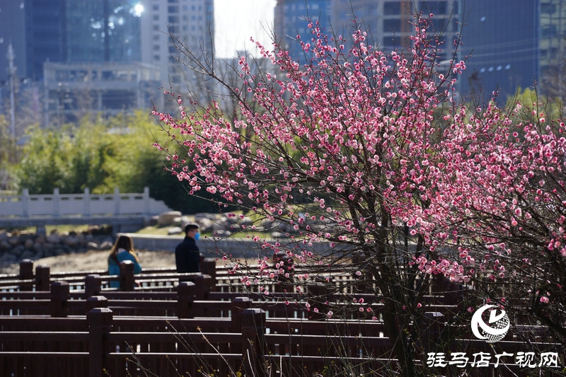 看她的滿城花開(kāi)  攝影 文字：王向陽(yáng)  歡迎轉(zhuǎn)載，請(qǐng)注明作者出處