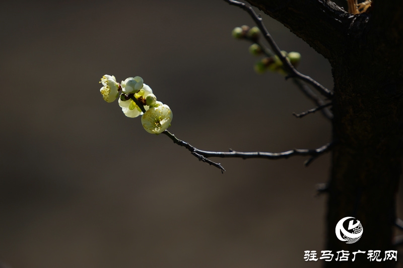 花的盛開(kāi)，等待了一冬