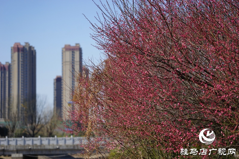 再次與自己約定，閉門(mén)不出