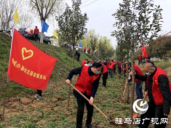 西平縣柏城街道辦事處組織開展義務(wù)植樹活動