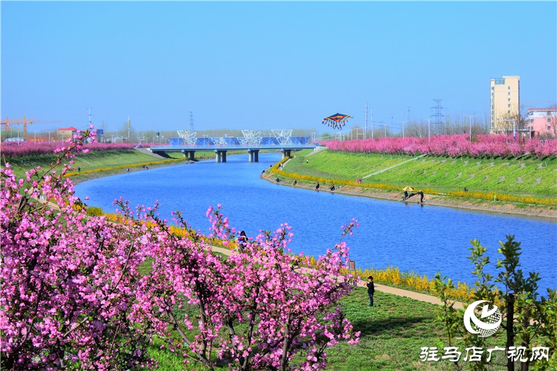 兩岸綠樹成萌，堤岸海棠飄香