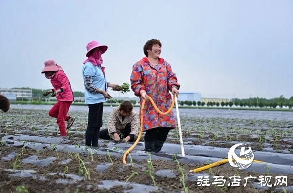 上蔡縣班閆村:產業(yè)發(fā)展“敲開”群眾脫貧致富之門