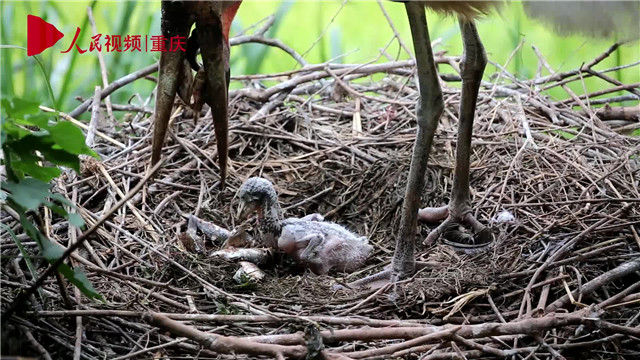 母親節(jié)，看動物老母親如何反芻哺育幼崽