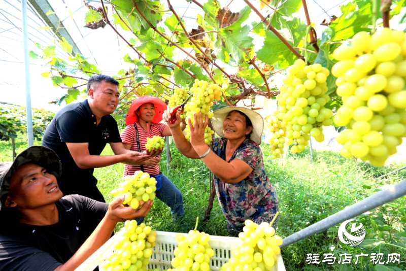 河南駐馬店市驛城區(qū)：趙濤扶智扶志 帶民奔跑小康