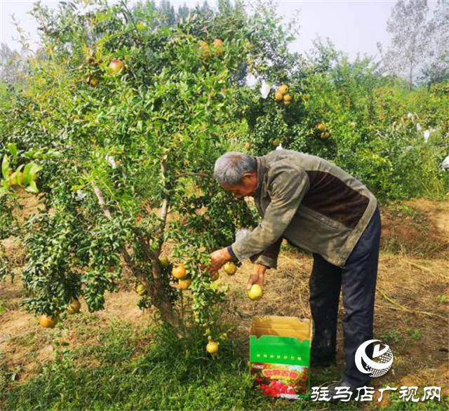 農(nóng)民豐收 | 河南驛城：胡廟鄉(xiāng)綠色采摘果園的石榴紅了