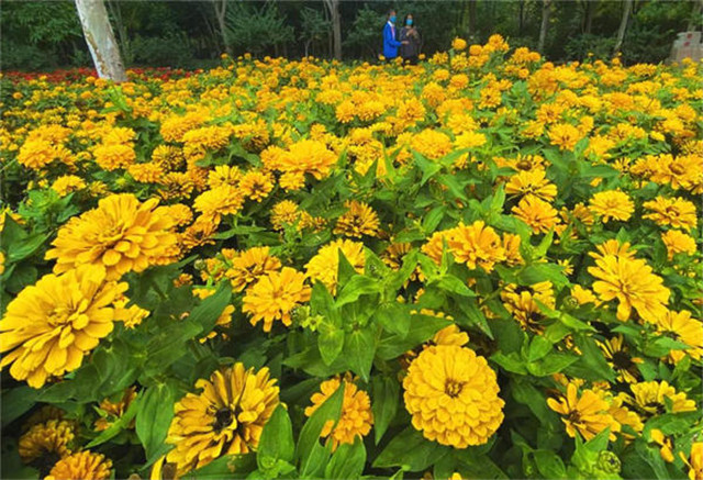  來綠博園賞菊，收獲這個(gè)秋天的浪漫