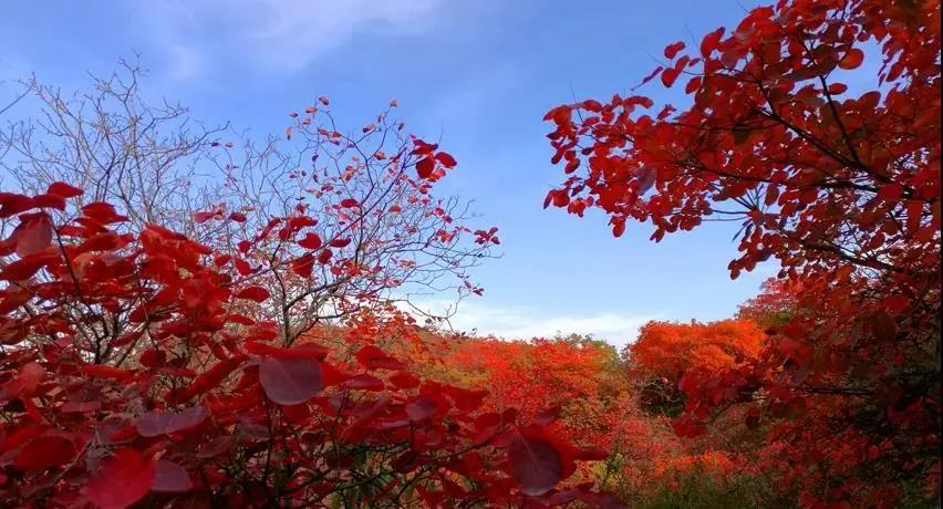 又是一年紅葉季，期待在這里遇見最美的你