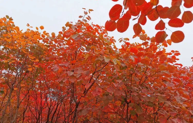 又是一年紅葉季，期待在這里遇見最美的你