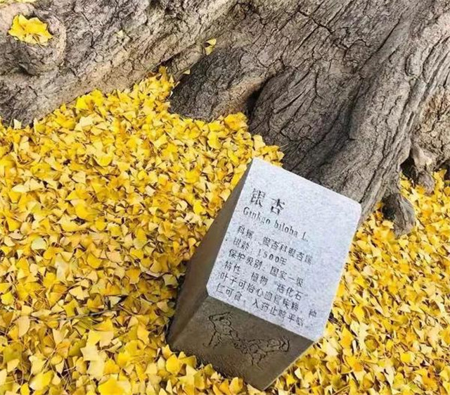 “古剎秋景惹人醉，金色滿園迎賓朋”——嵩山少林寺千年銀杏已到了一年之中最美時節(jié)！