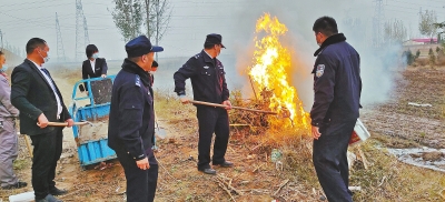 河南排查、處理數(shù)萬(wàn)株“加拿大一枝黃花” 我省這種花還處萌芽期 不必恐慌