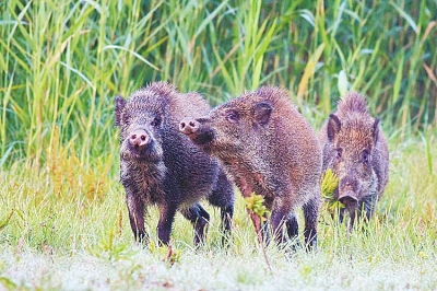 擬被“保護動物名錄”除名 “橫行無忌”的野豬可以捕殺了？