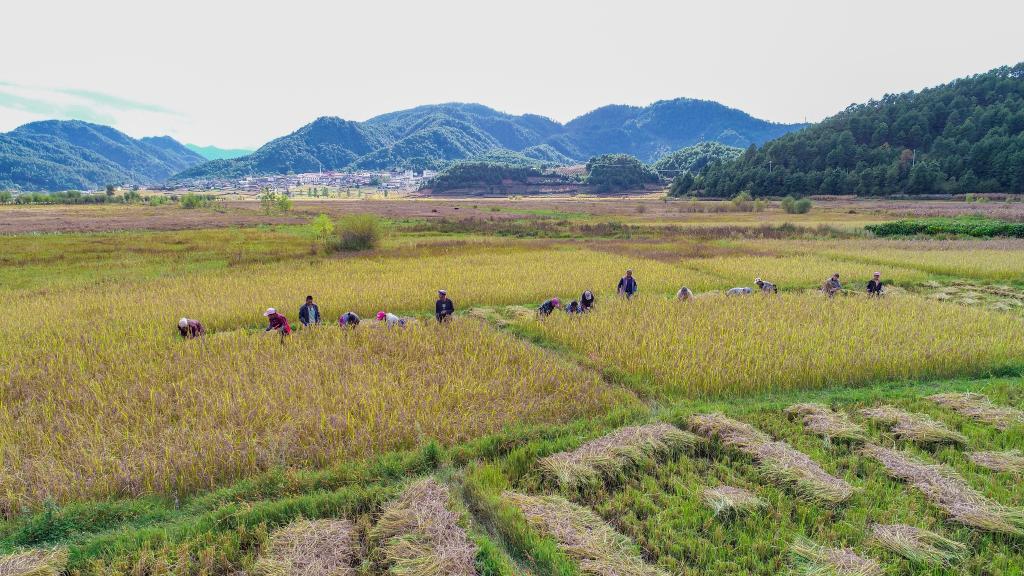 黑稻、多年生稻、巨型稻……奇妙水稻知多少？