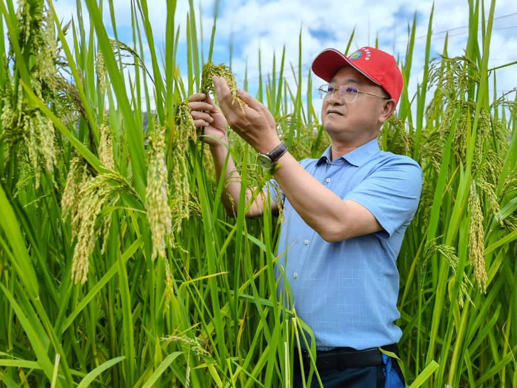 黑稻、多年生稻、巨型稻……奇妙水稻知多少？