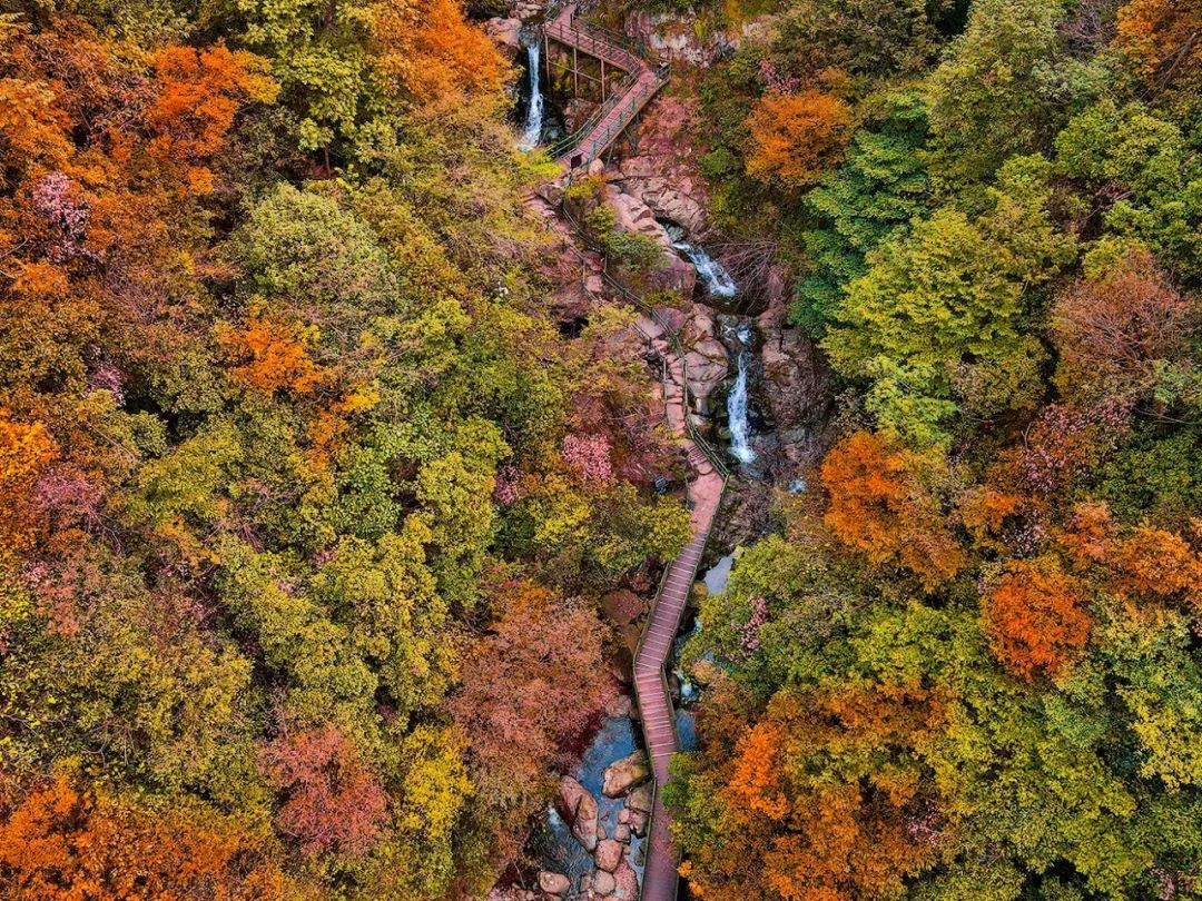 西九華山秋景醉人——紅葉碧竹映射“醉美”深秋！