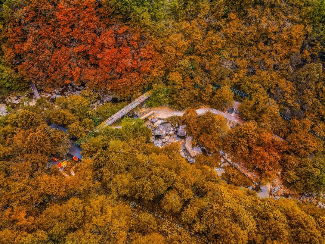 西九華山秋景醉人——紅葉碧竹映射“醉美”深秋！