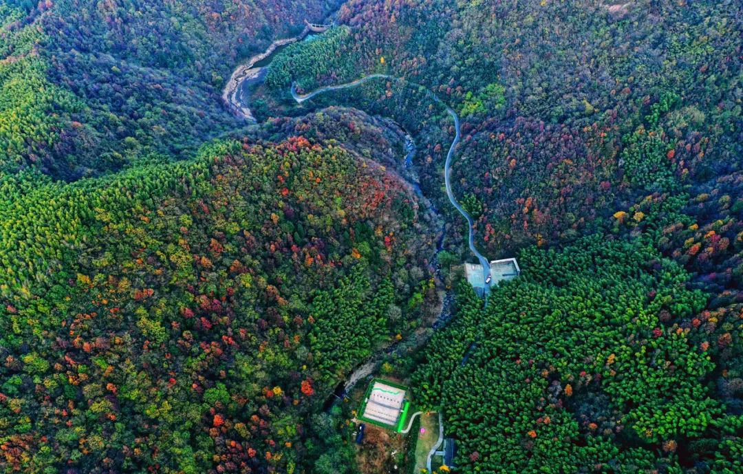 西九華山秋景醉人——紅葉碧竹映射“醉美”深秋！