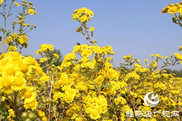 驛城區(qū)朱古洞鄉(xiāng)：野菊花開惹人醉