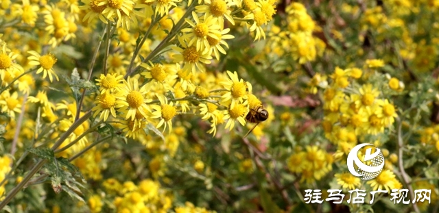 驛城區(qū)朱古洞鄉(xiāng)：野菊花開惹人醉