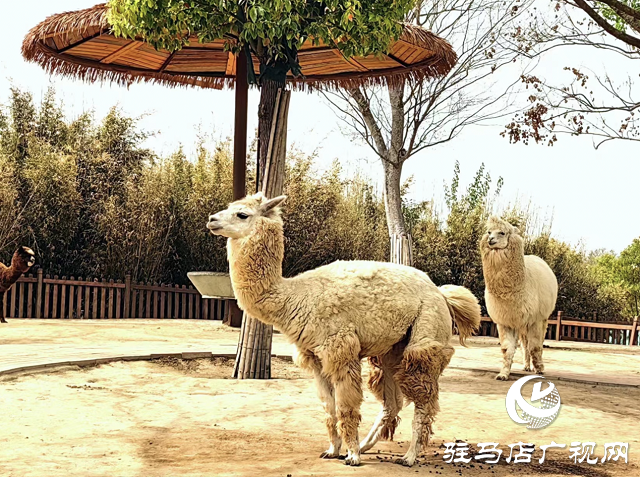 30多家旅行社負(fù)責(zé)人到周口野生動(dòng)物園踩線