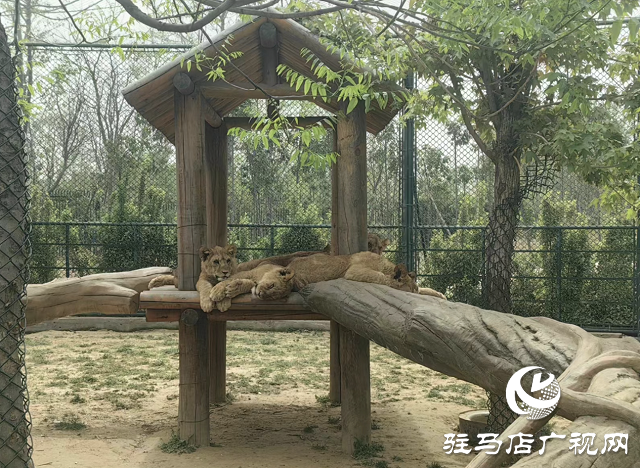 30多家旅行社負(fù)責(zé)人到周口野生動(dòng)物園踩線