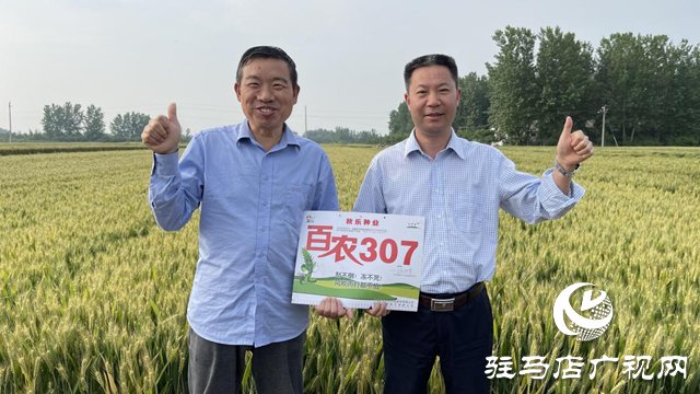 “百農(nóng)307”入選河南省2023年農(nóng)業(yè)主導(dǎo)品種