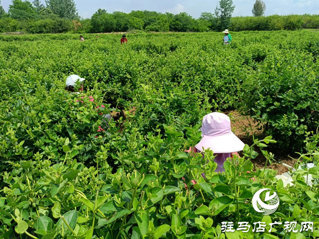 泌陽縣盤古鄉(xiāng)：小小金銀花開出創(chuàng)業(yè)致富花