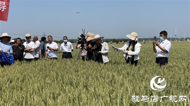 2023年“鄭麥1860”小麥現(xiàn)場(chǎng)觀摩會(huì)在駐馬店成功召開(kāi)