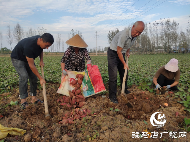 泌陽縣：紅薯種植帶來助農(nóng)增收“新”薯光