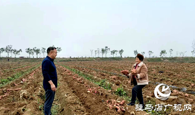 泌陽縣泰山廟鎮(zhèn)：煙薯套種大豐收 走好增收致富路