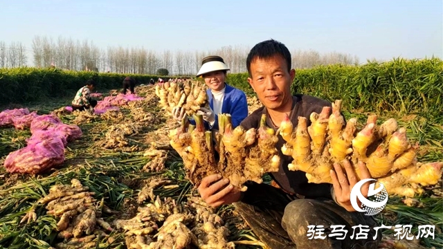 平輿縣東皇街道：千畝生姜喜獲豐收 村民致富“姜”來可期