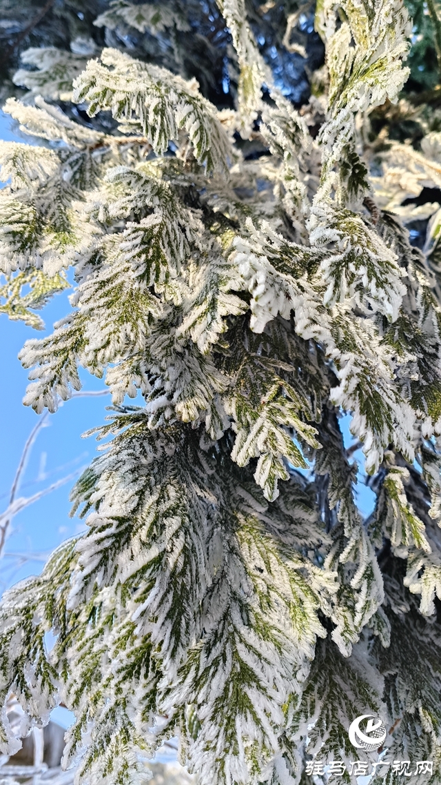 駐馬店老樂山：一夜寒風(fēng)起 萬(wàn)樹銀花開