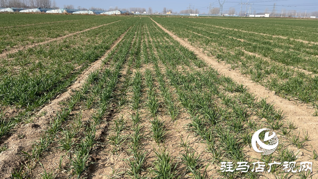 雨雪寒潮來臨 專家提醒：麥田趁雪追肥 促弱轉(zhuǎn)壯奪豐收