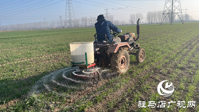 雨雪寒潮來臨 專家提醒：麥田趁雪追肥 促弱轉(zhuǎn)壯奪豐收