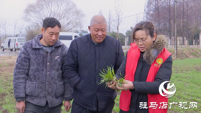 正陽：農(nóng)技人員田間指導(dǎo)春季麥田管理