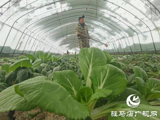 駐馬店驛城區(qū)除雪防凍害 穩(wěn)住市民“菜籃子”