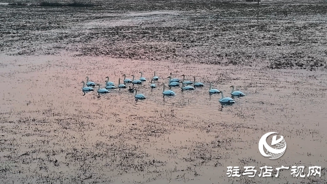 寒冬，他們在宿鴨湖濕地守護候鳥