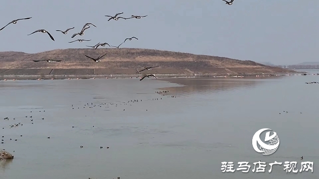 寒冬，他們在宿鴨湖濕地守護候鳥