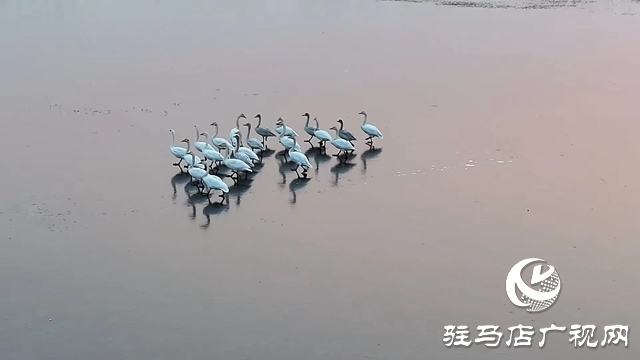 寒冬，他們在宿鴨湖濕地守護候鳥