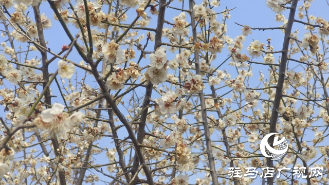 遂平：嵖岈山600畝梅園花開迎春來(lái)