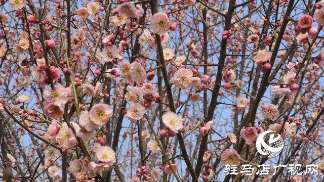 遂平：嵖岈山600畝梅園花開迎春來(lái)