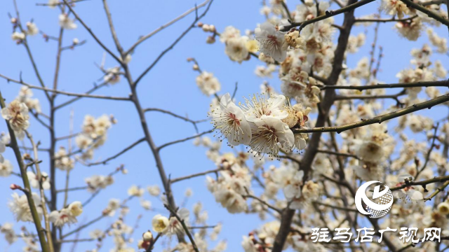 遂平：嵖岈山600畝梅園花開迎春來(lái)