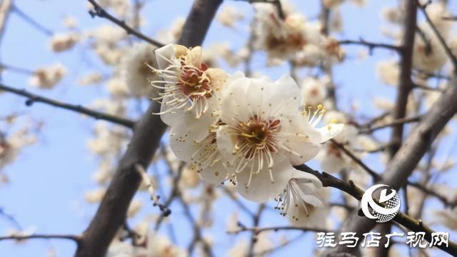 遂平：嵖岈山600畝梅園花開迎春來(lái)