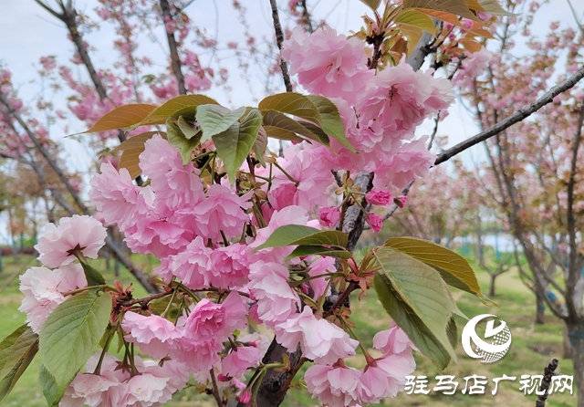 駐馬店：櫻花綻放美如畫(huà)