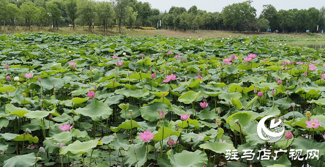 仲夏時(shí)節(jié) 荷花盛放