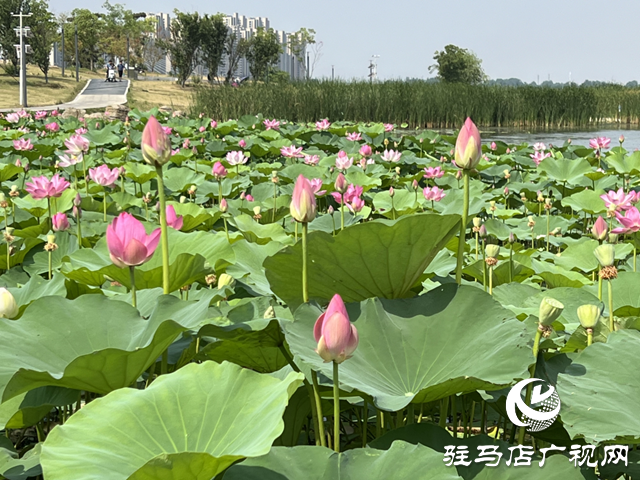 駐馬店人民公園：荷花盛開(kāi)醉游人