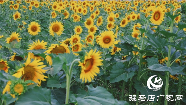 夏日邂逅向日葵花海