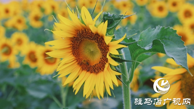 夏日邂逅向日葵花海