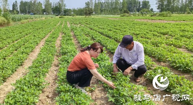 暴雨過后如何防范農(nóng)田內(nèi)澇？農(nóng)業(yè)專家支招